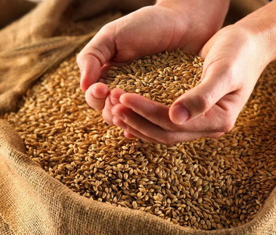 粮米业:加大收购优稻力度 为疫情提供优粮保障